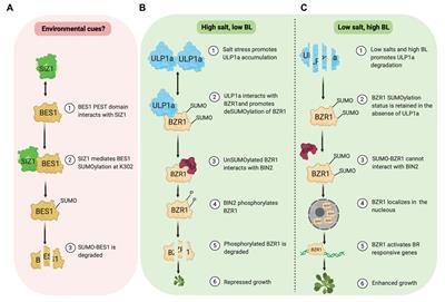 Updates on BES1/BZR1 Regulatory Networks Coordinating Plant Growth and Stress Responses